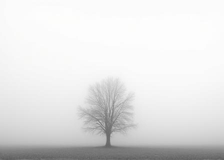 Minimalist landscape of a foggy forest
